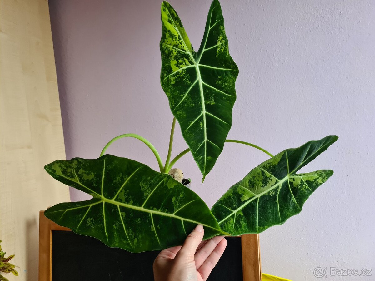 Alocasie, Alokázie - 3