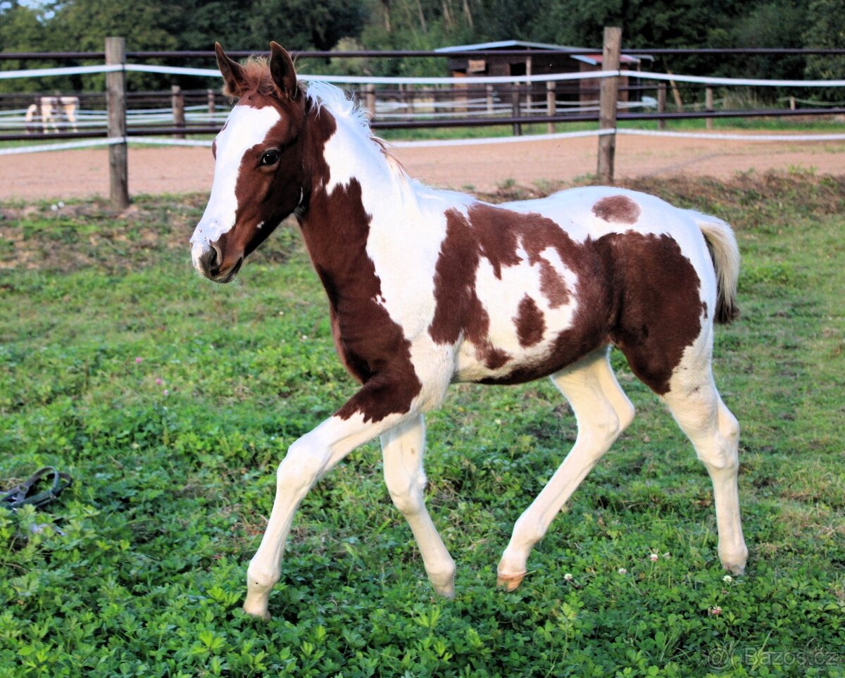 APH po Cat Prints - 3