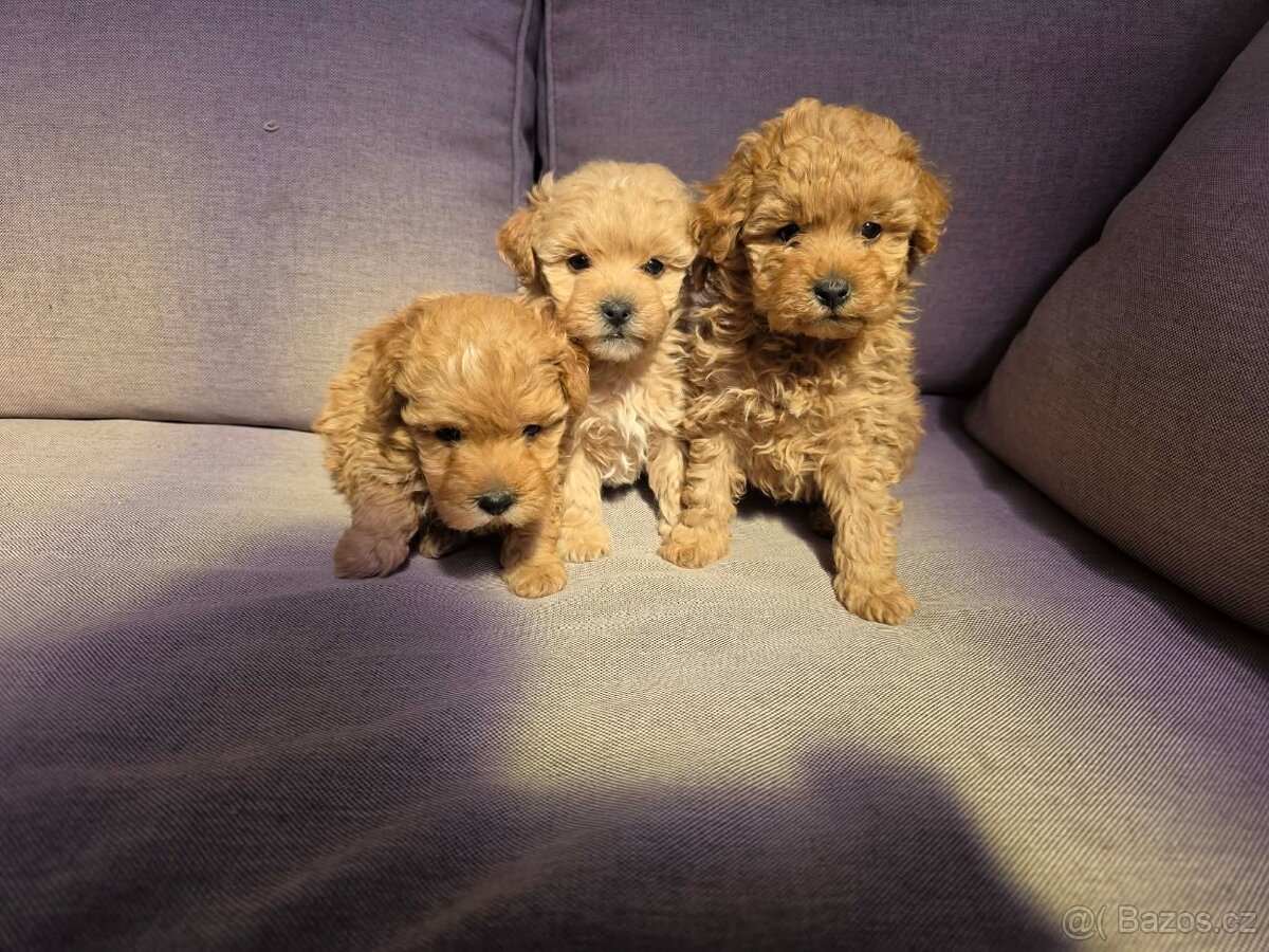 Maltipoo - 3
