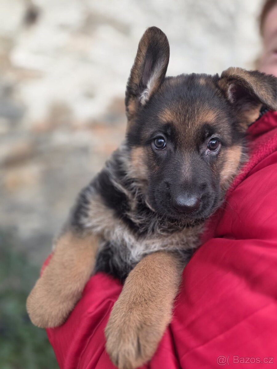 Německý ovčák - štěňata s PP - 3