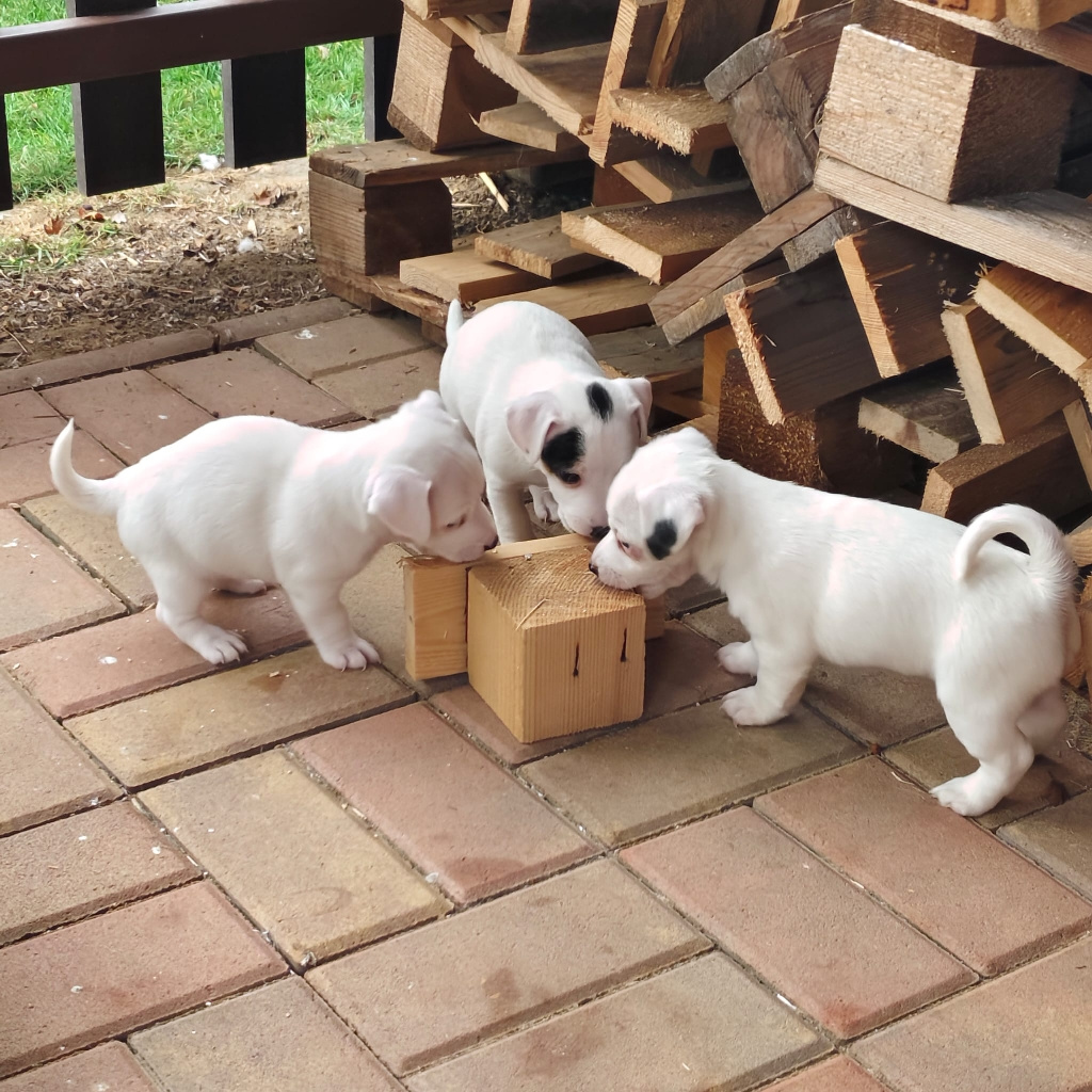 štěňata Jack Russell teriér - 3