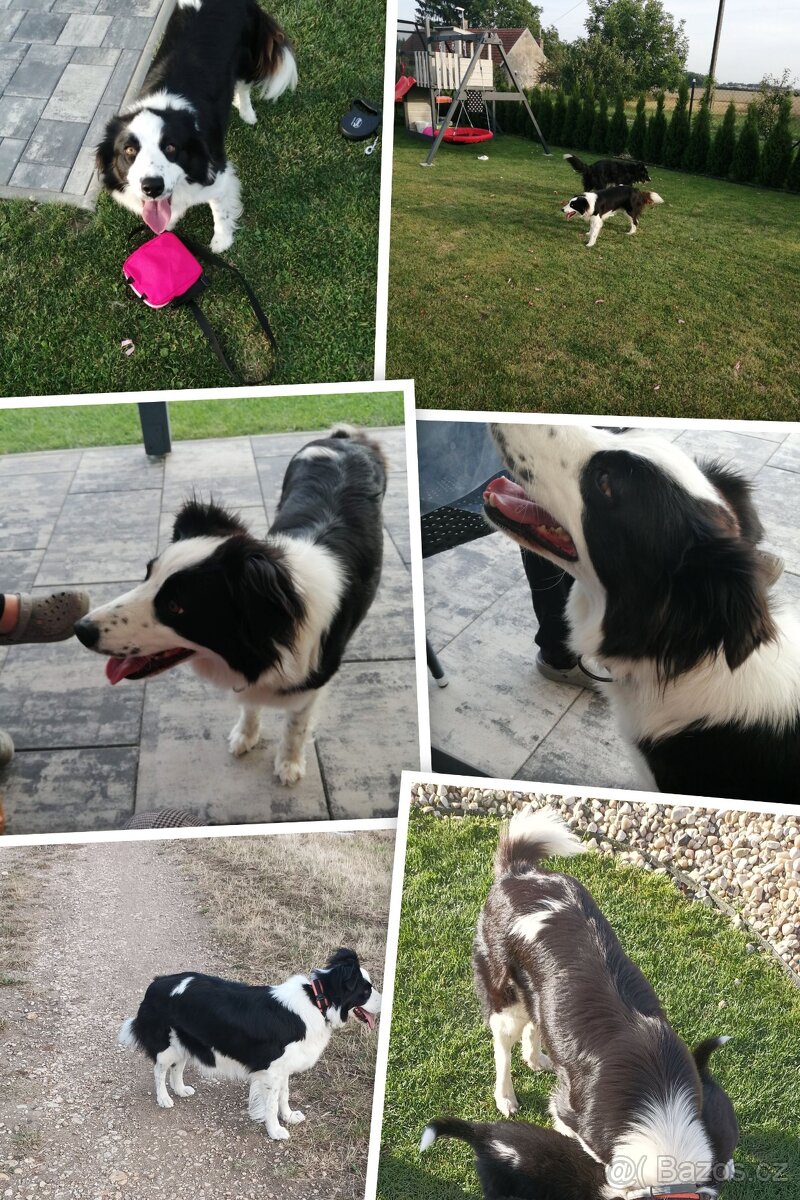 Krytí pes Border kolie - 3