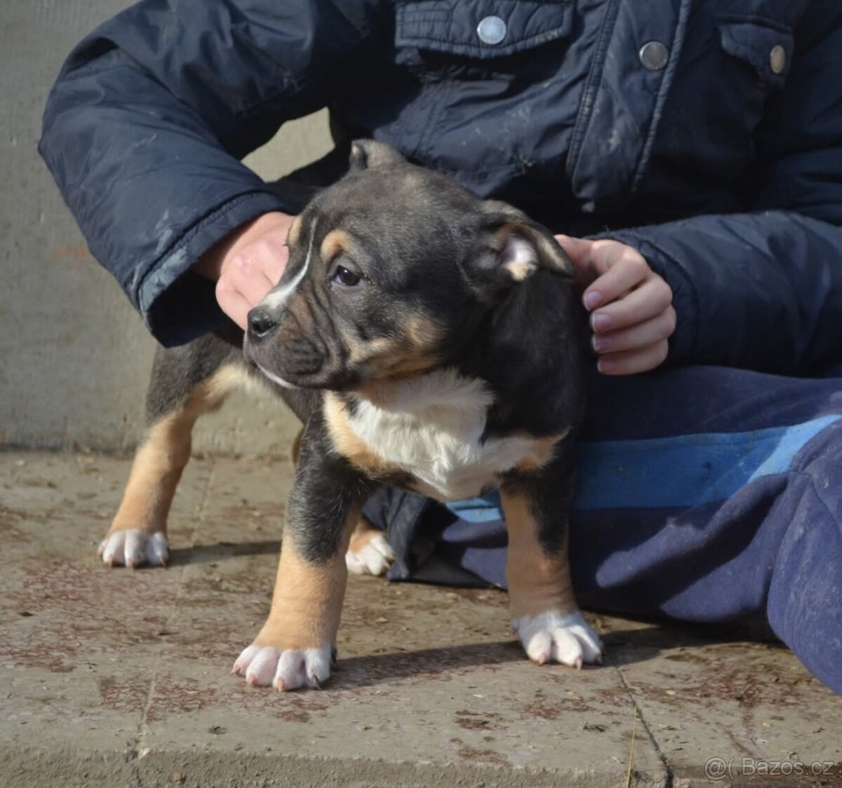 American bully pocket / sharpei - 3