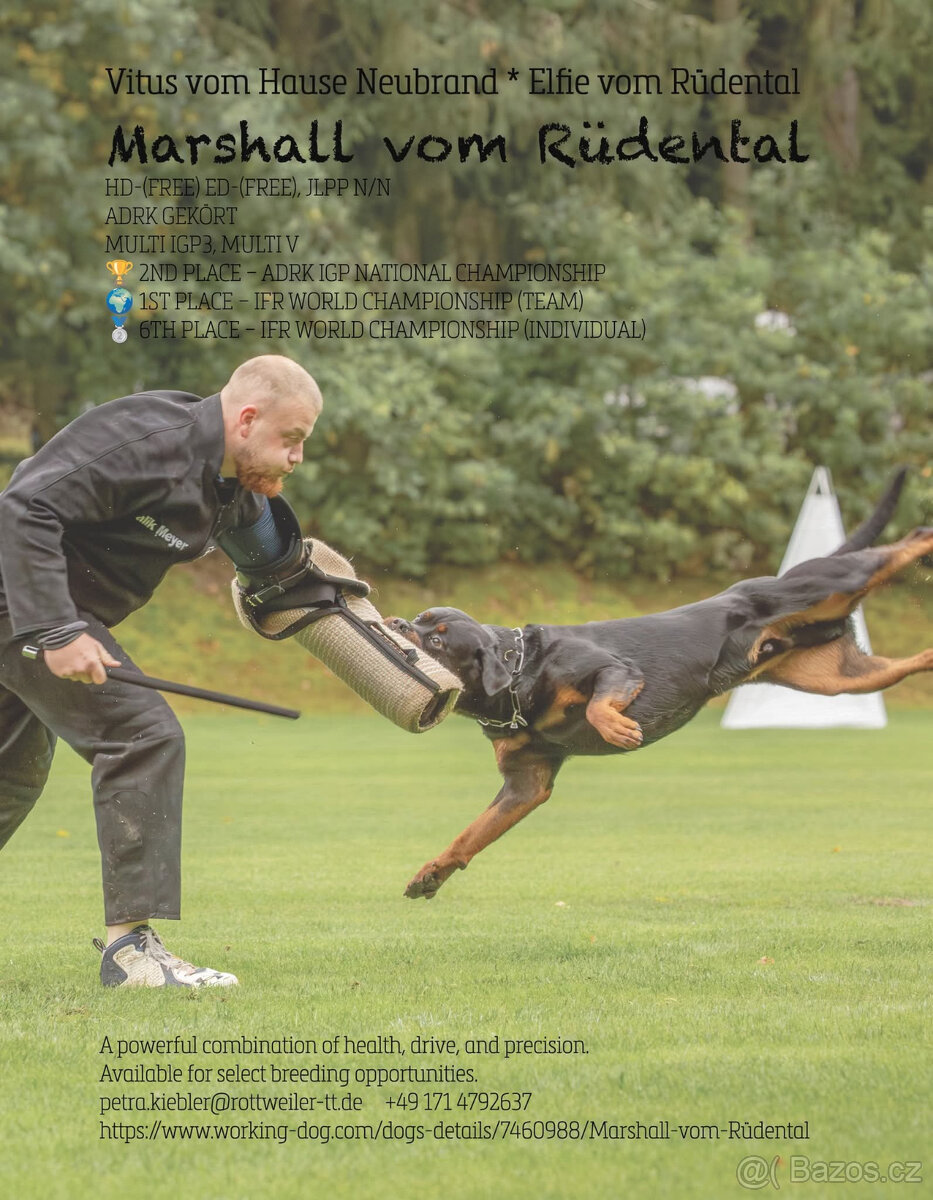 Rottweiler šteňatá - 3