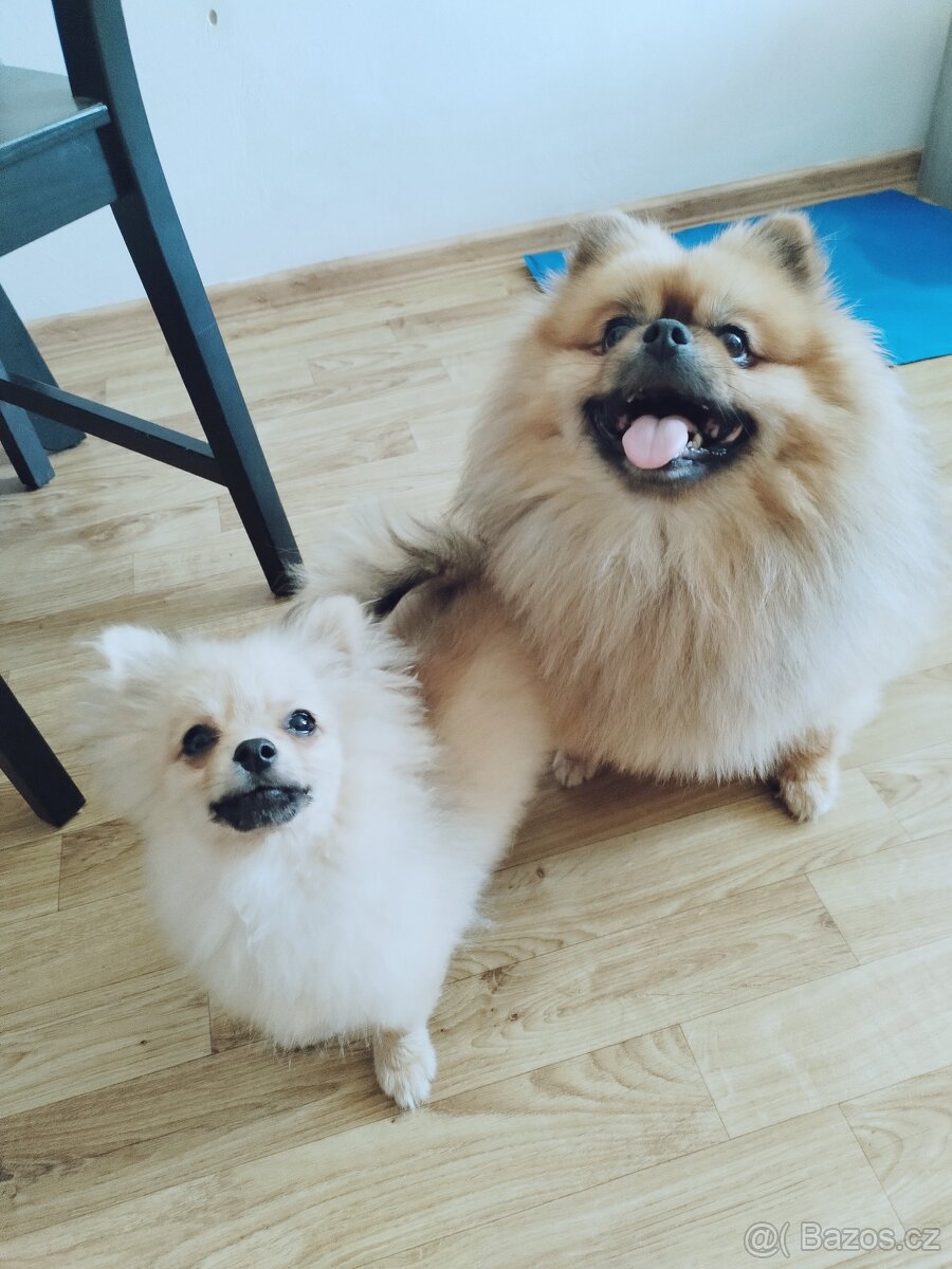 Nechám připustit pomeriana - 3