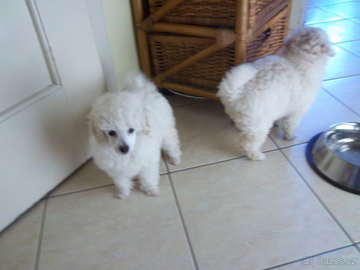 PUDL BÍLÝ TRPASLIČÍ - 3