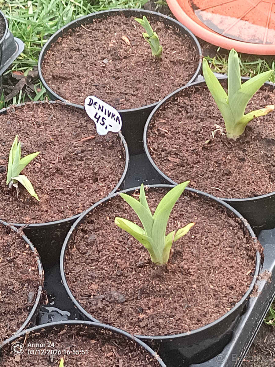 Denivka - 3