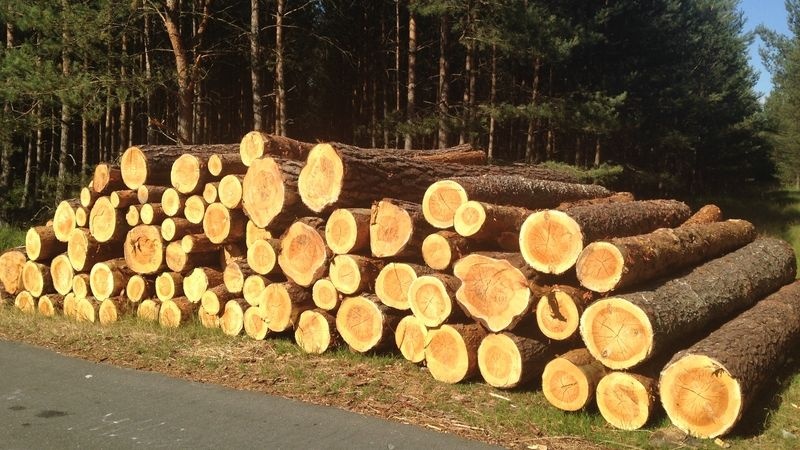 Kopím tvrdé palivové dřevo - 3