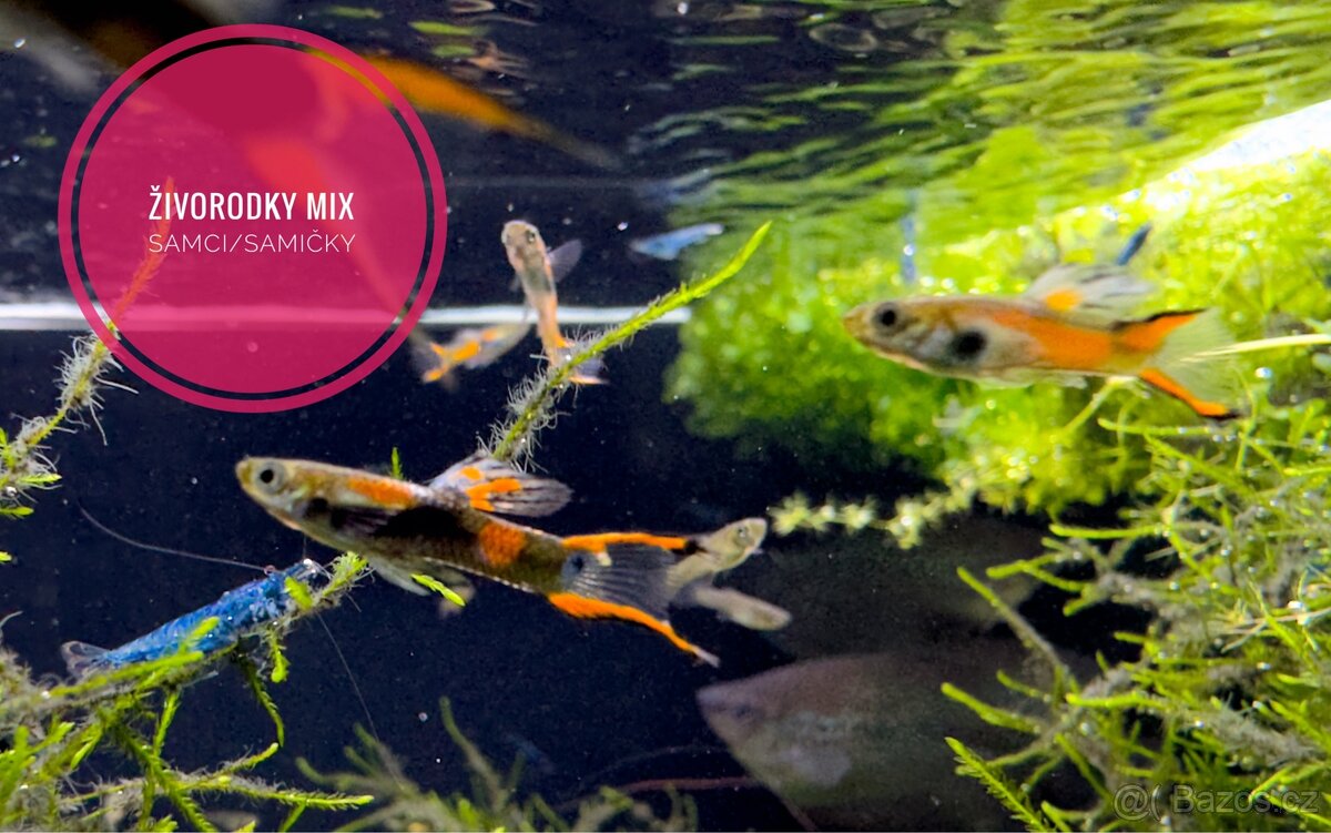 Živorodky MIX (endlerky) Samci/Samičky - 3