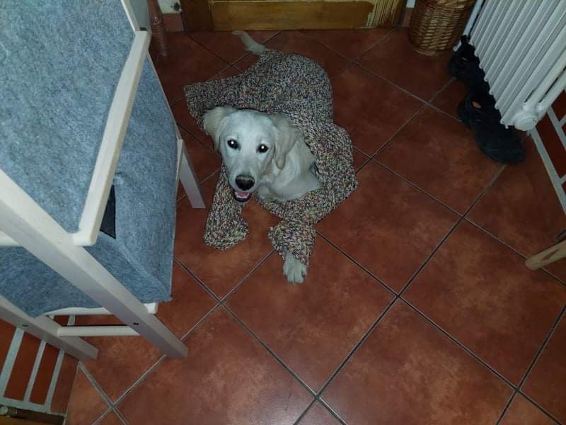 Zlatý retrívr ke krytí bez pp - 3