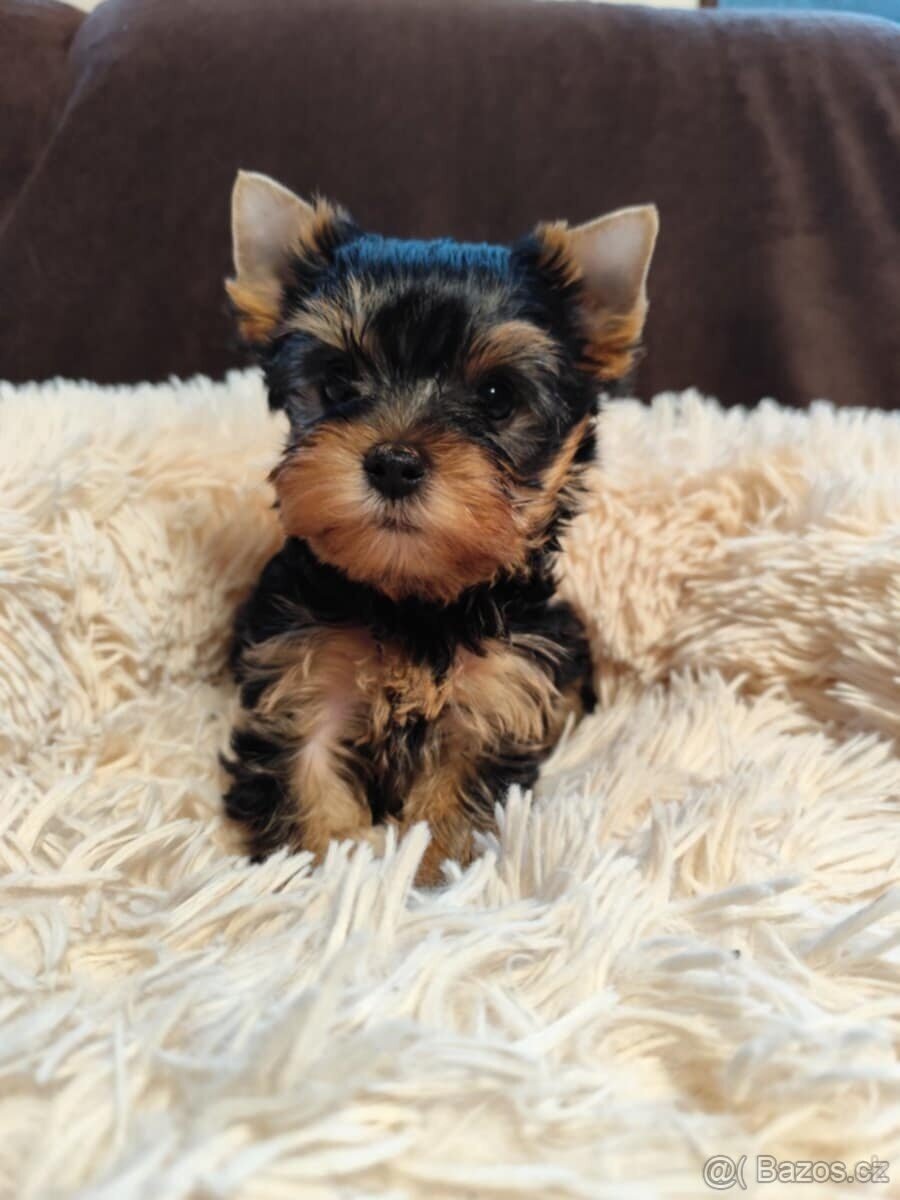 Jorkširsky terier - 3