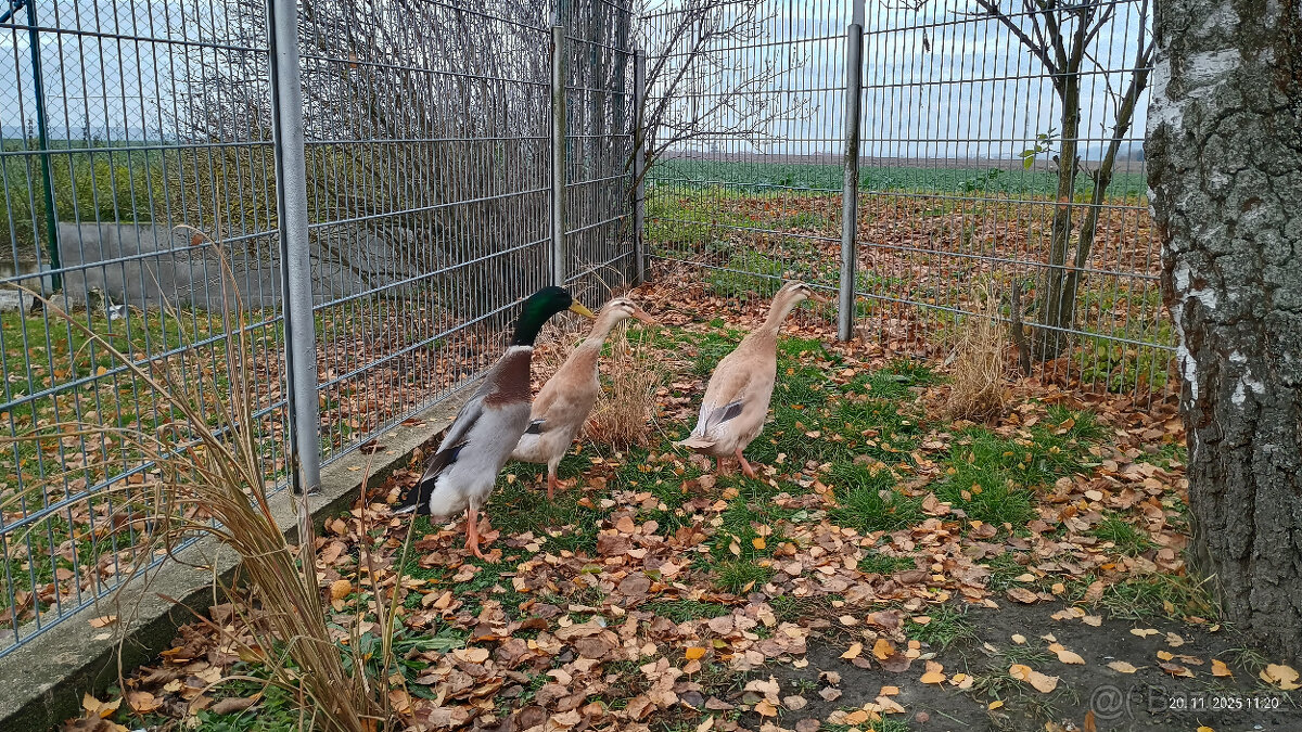 Indický běžec - 3