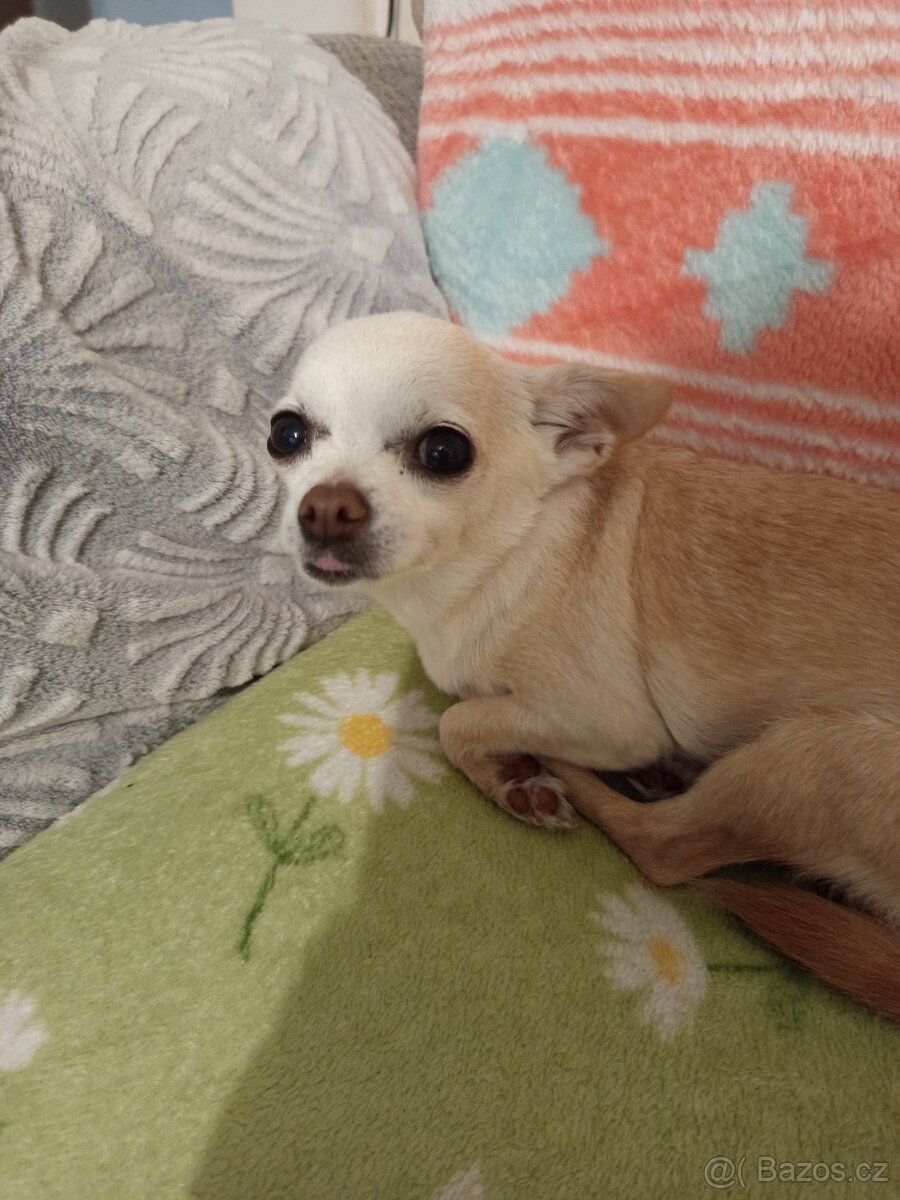 Čivava krátkosrstá - 3