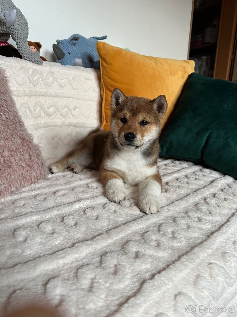 Štěňátko Shiba inu s PP - 3