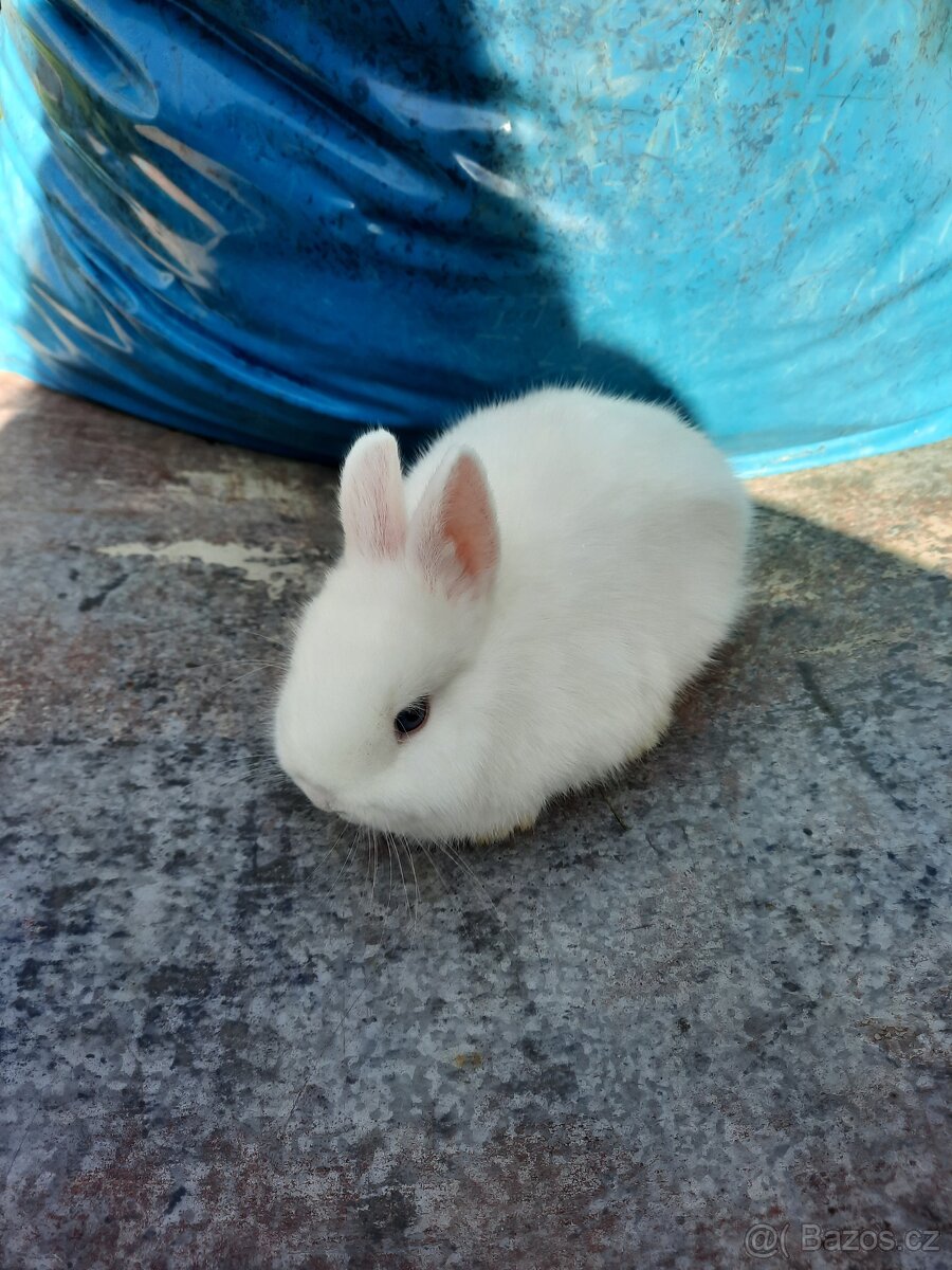 Zakrslý králíček - 3