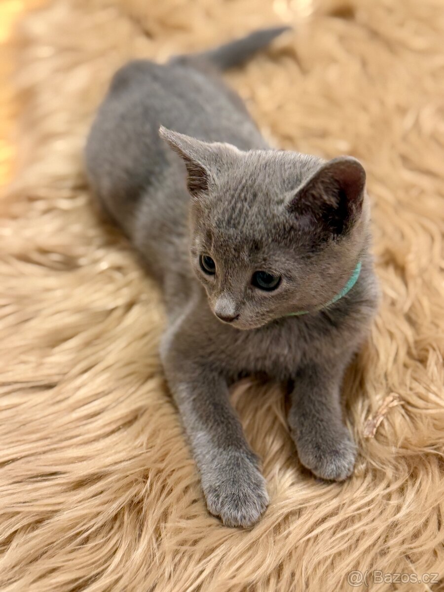Ruská modrá, kocourek s PP - 3