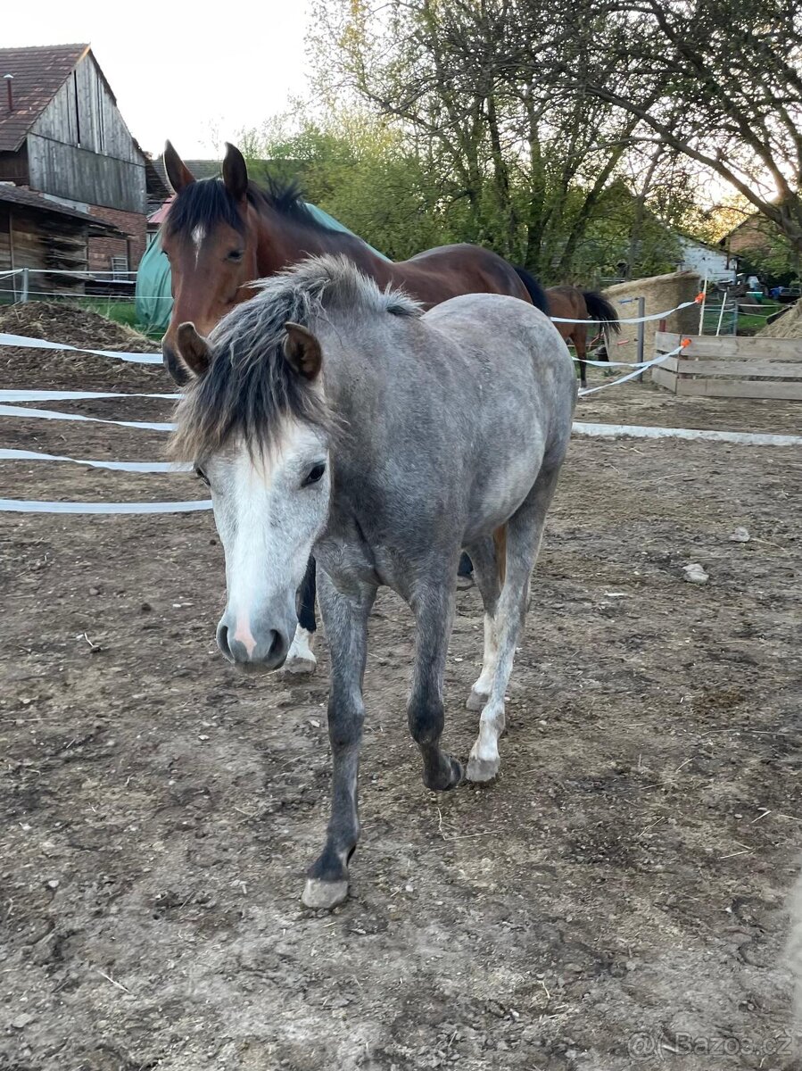 1,5 roční klisnička Wpbr - 3