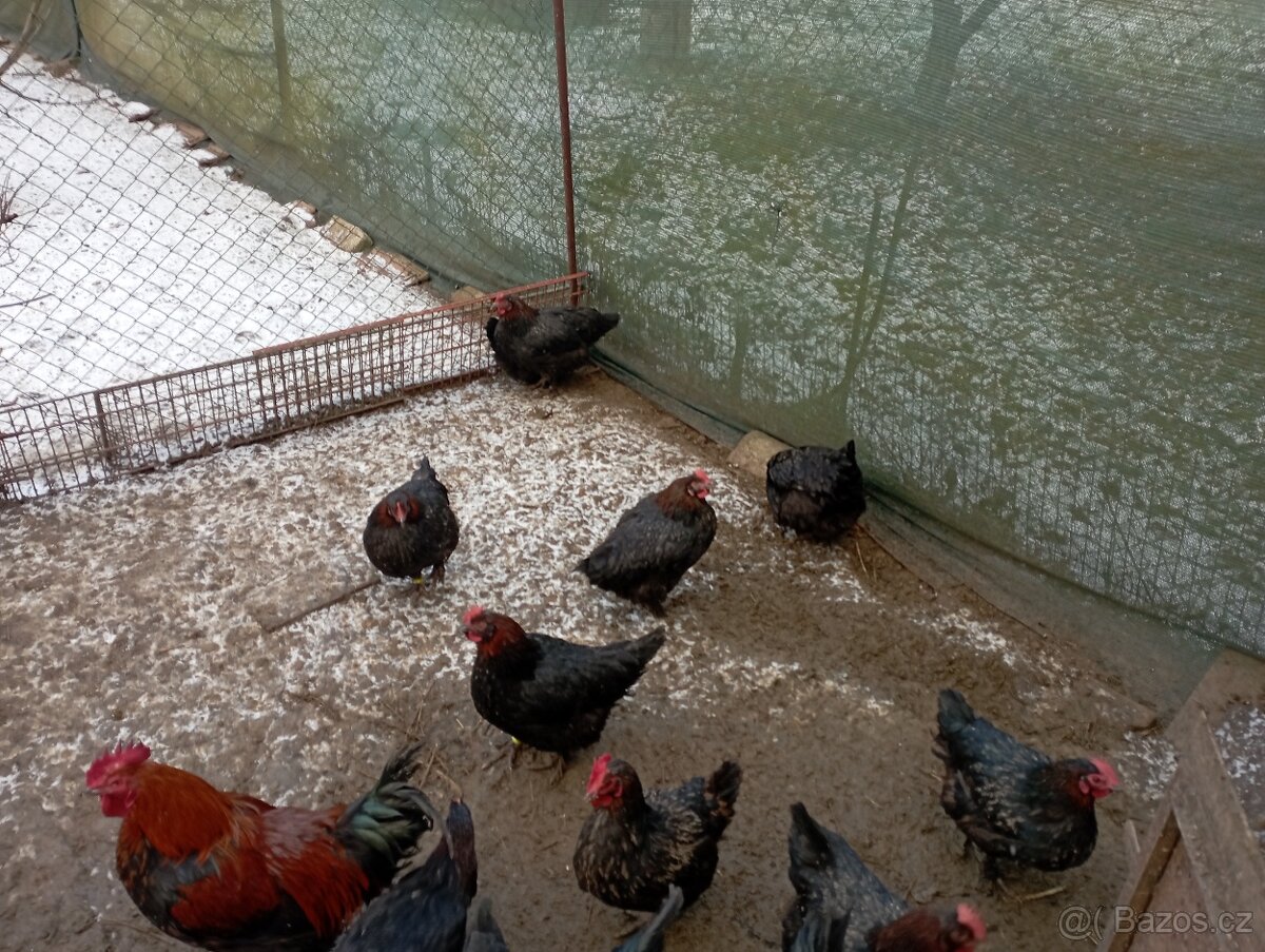 Nasadova vejce marans Brno - 3