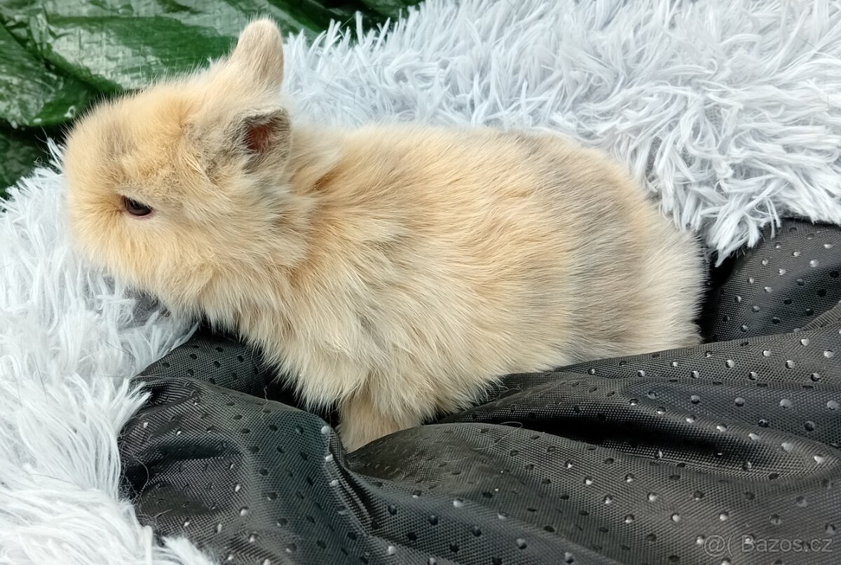 Zakrslý králíček E1 - 3