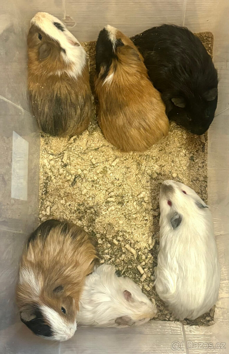 Morčata, Morče, Morča, Morčatka - 3