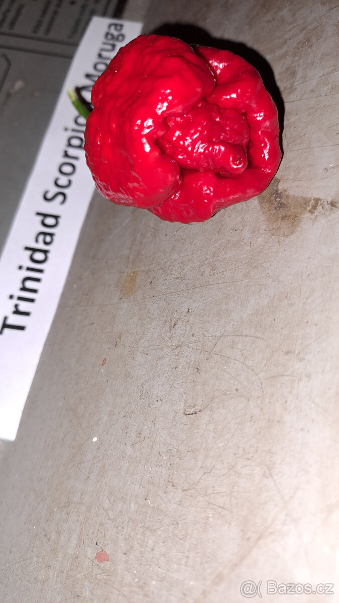 Trinidad Scorpion Moruga semínka - 3