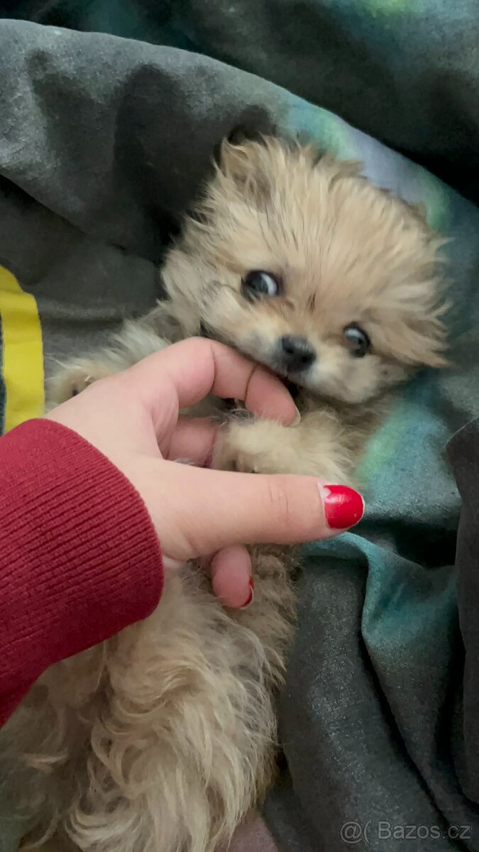 Mini pomerian - 3