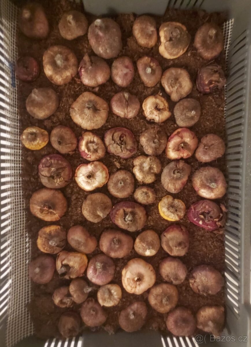 Jedinečné k řezu: Gladioly - mečíky - 3