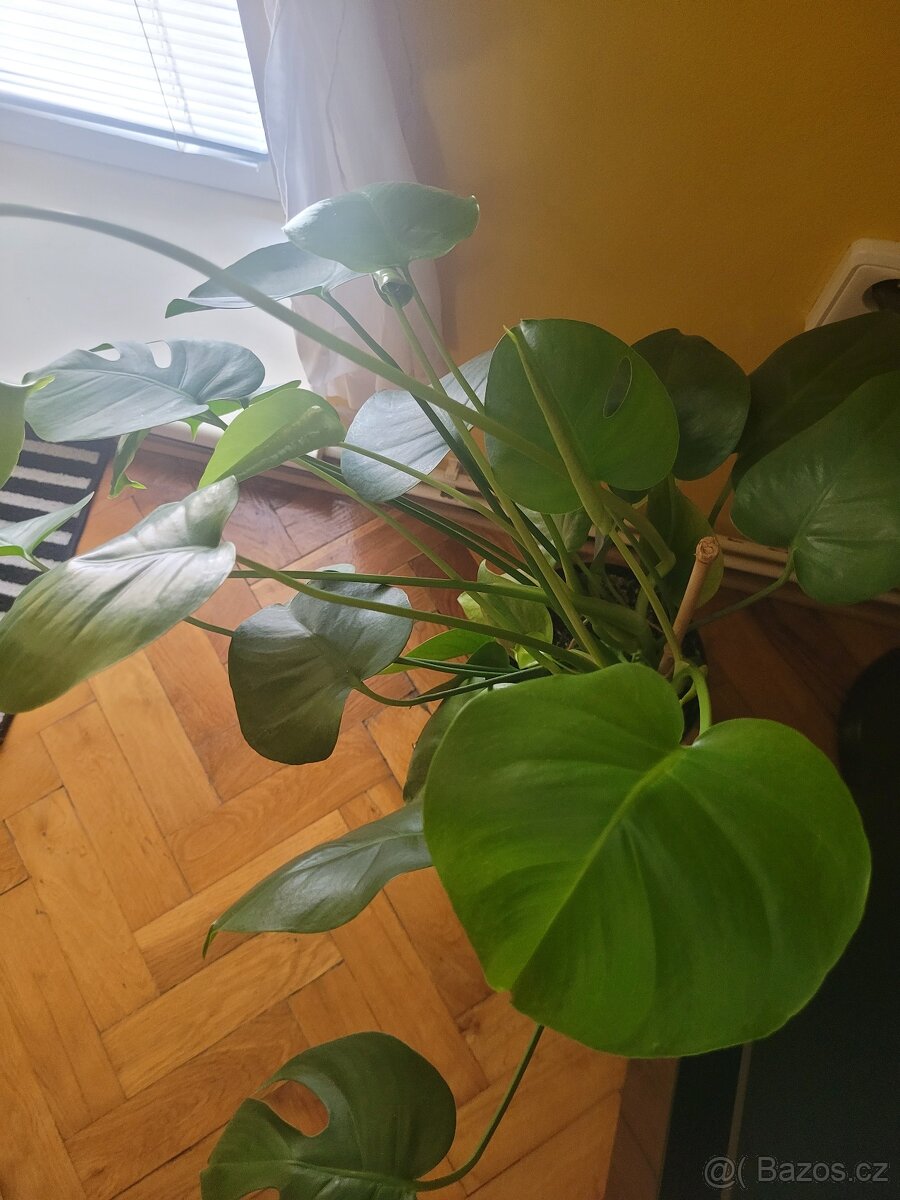 Rostlina v květináči Monstera zn. IKEA - 3