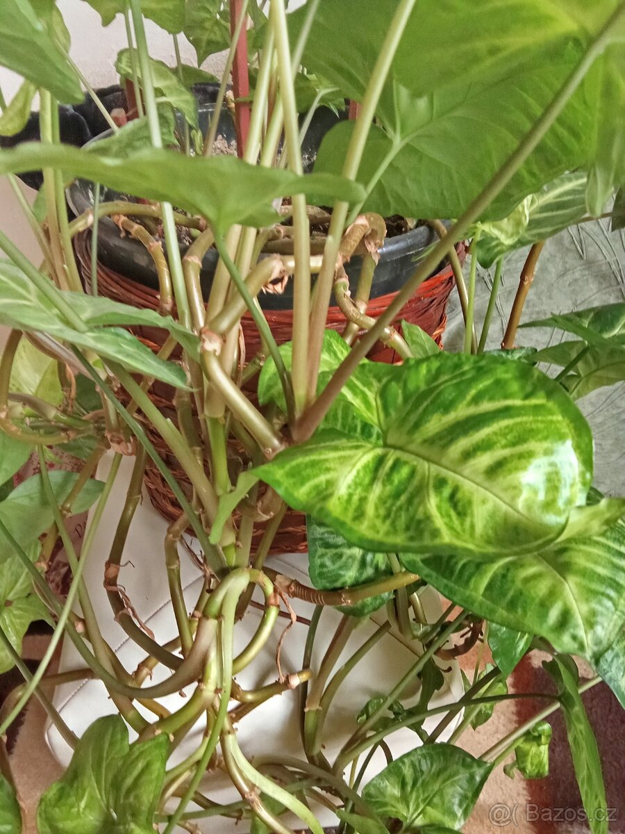 Prodám krásnou velkou kytku - 3