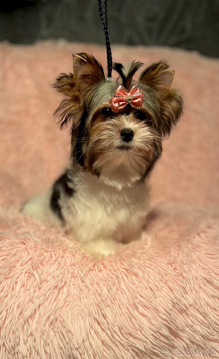 Biewer Jorkšírský teriér fenka s PP - 3