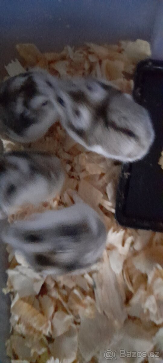 Prodej Křečík Džungarsky - 3