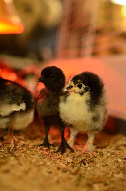 Ayam Cemani kuřátka - 3