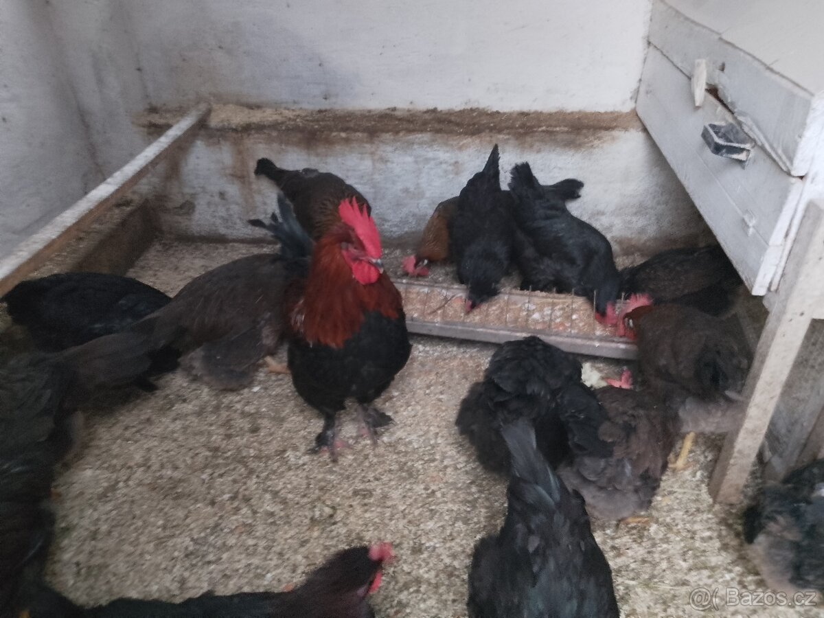 Násadová vejce - 3