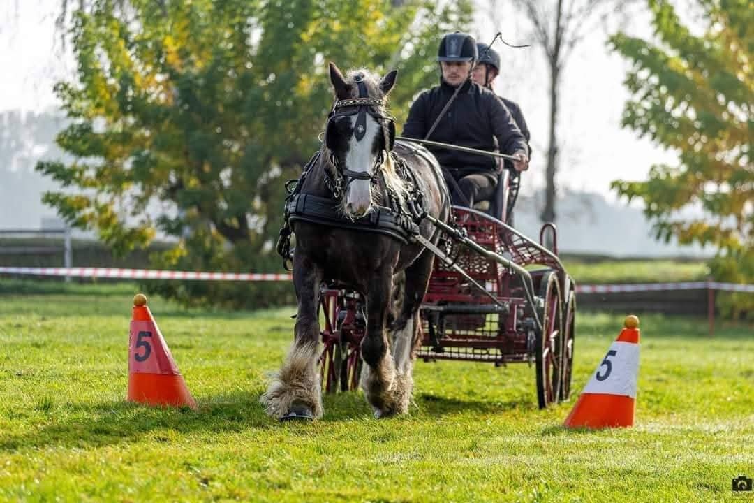 hřebec Limited edition of Balinka - 3
