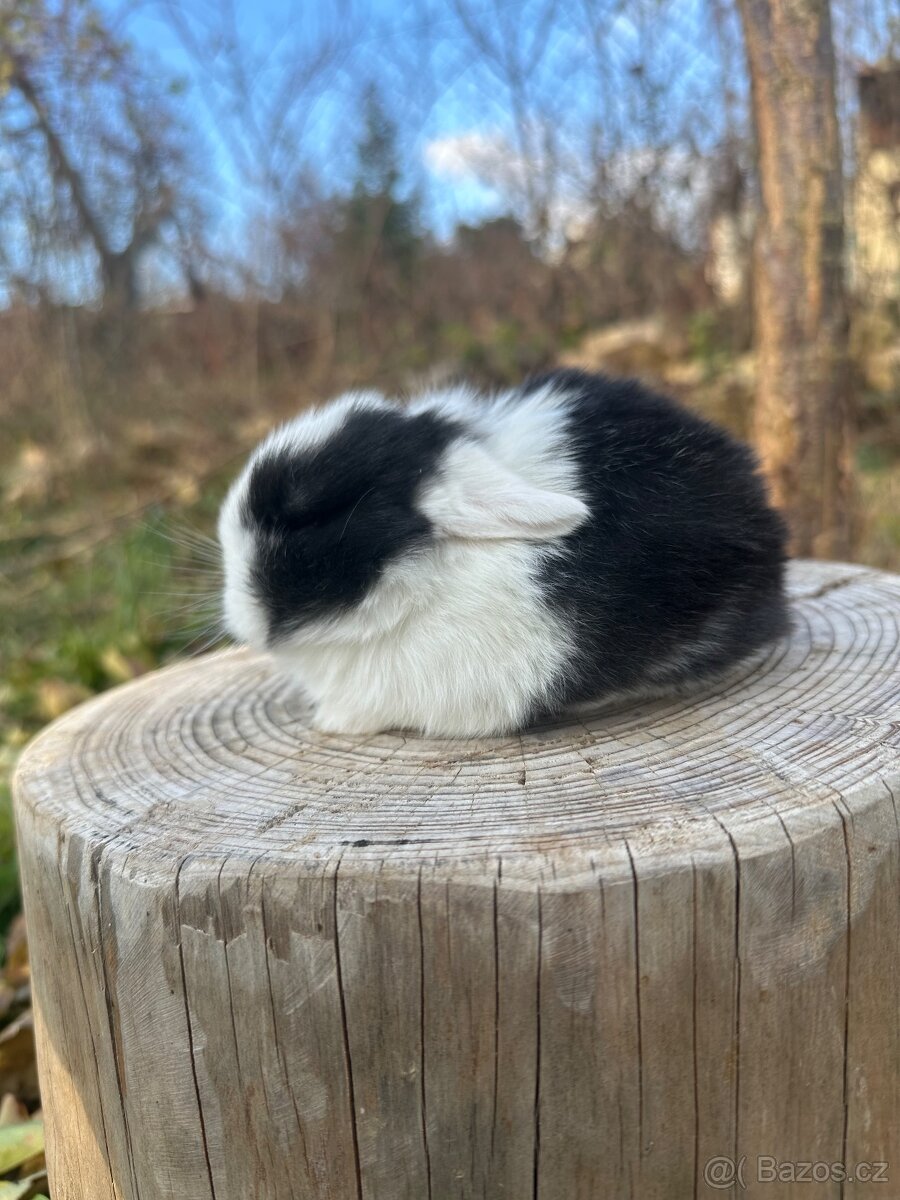 Minilop - zakrslý beránek - 3