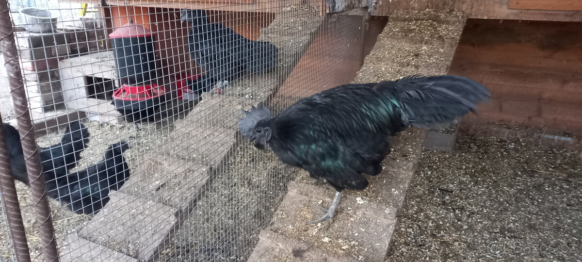 Ayam Cemani - kohout - 3