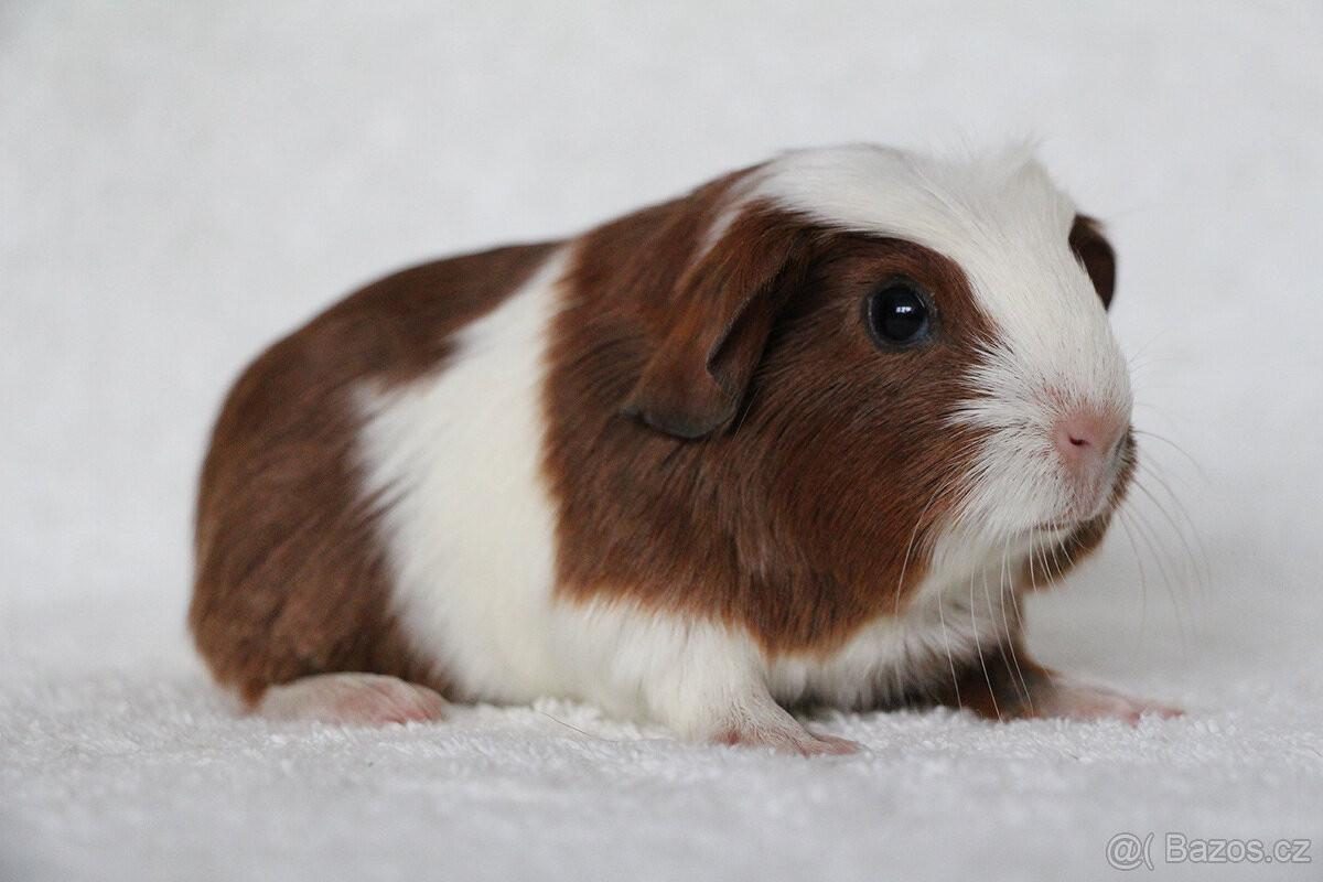 Krátkosrsté morče, morčátko, morčata s PP - 3