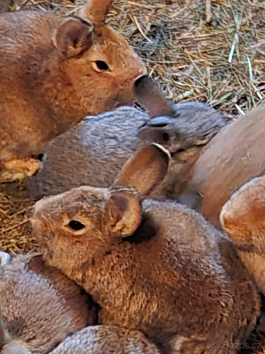 Prodám králíky - 3
