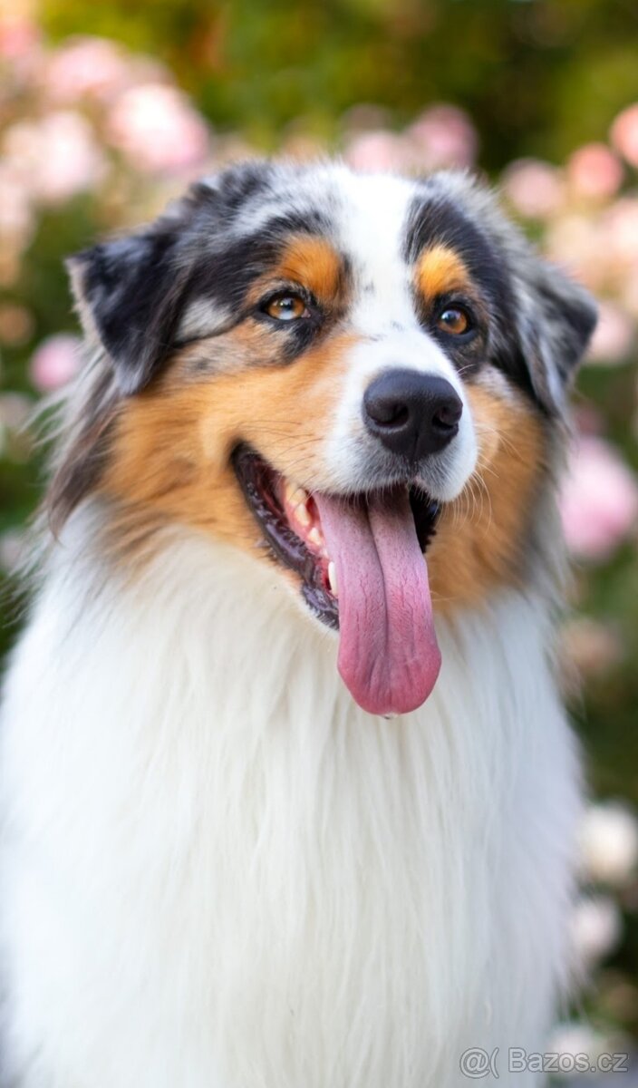 Australsky ovčák KRYTI - 3