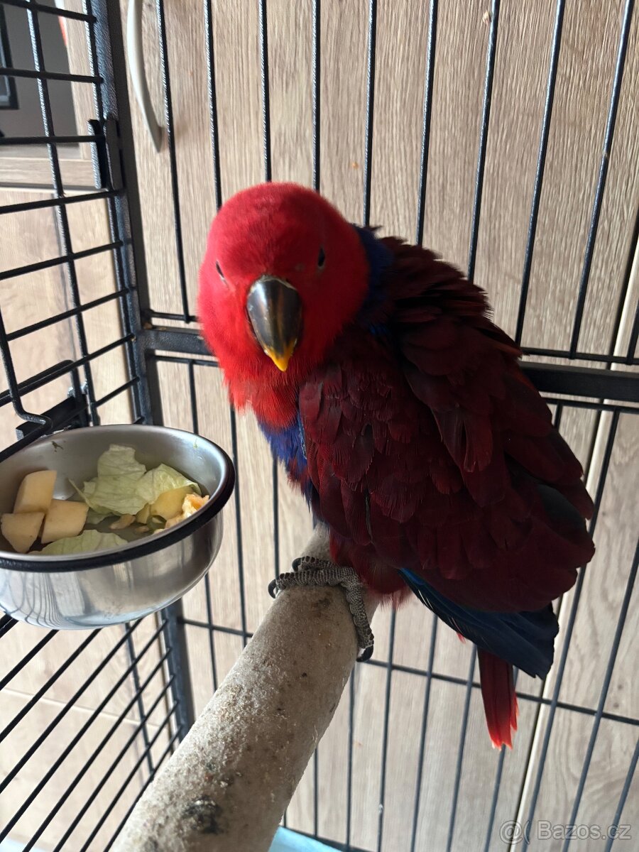 Papoušek Eklektus - 3