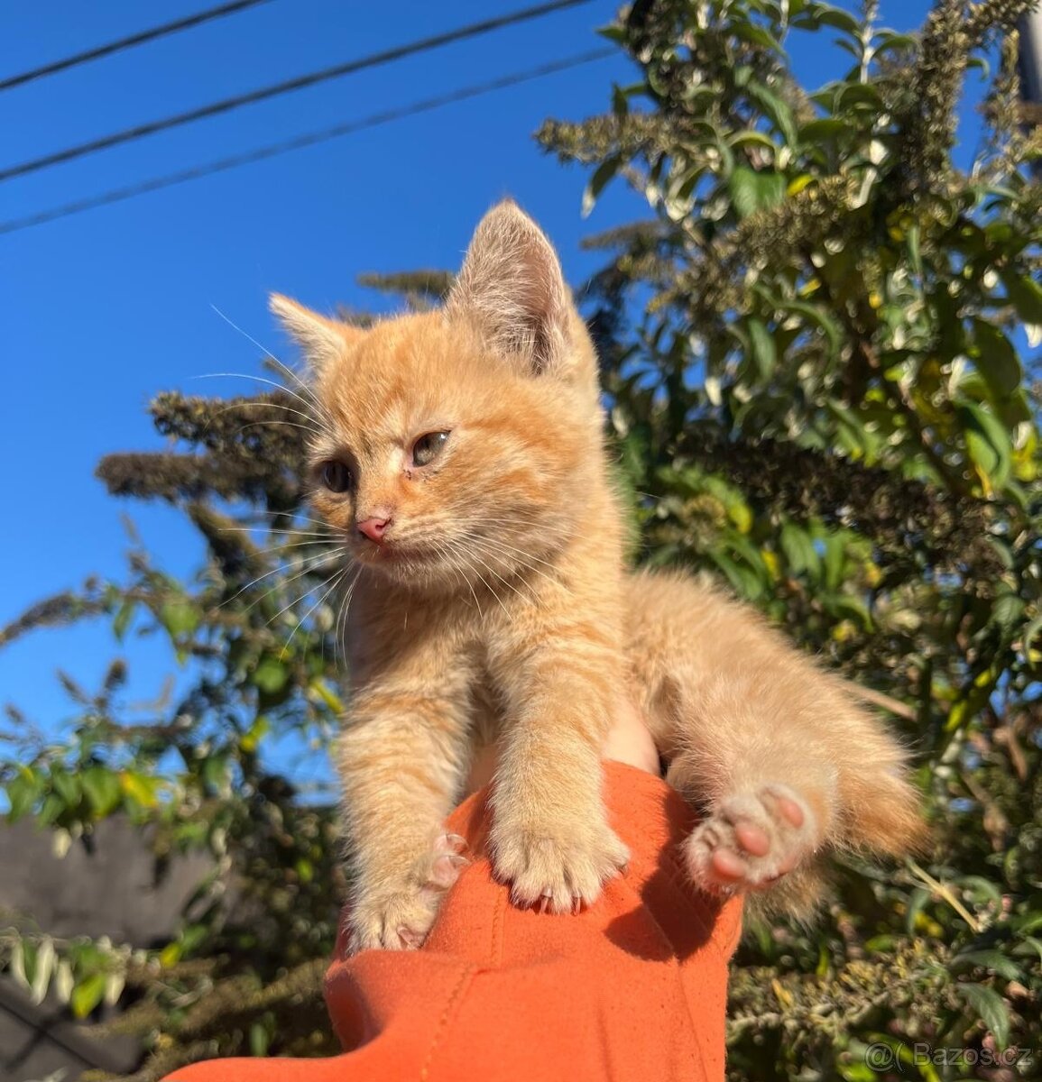 Daruji krásná koťátka - 3