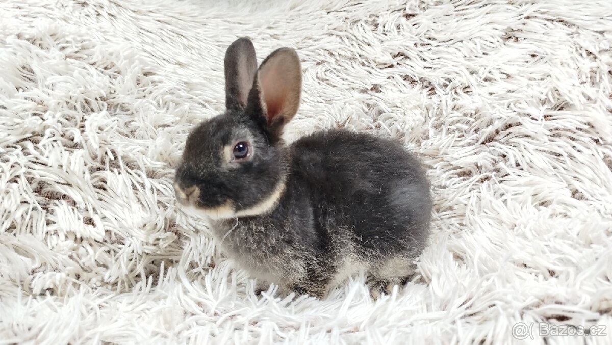 Zakrslý králík, králíček -(REX)-DAISY - 3