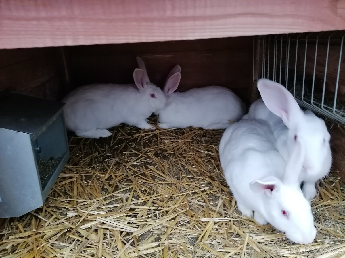 Francouzská Hyla - samice - 3