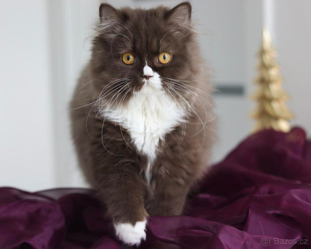 Britská koťátka s PP. K odběru. - 3