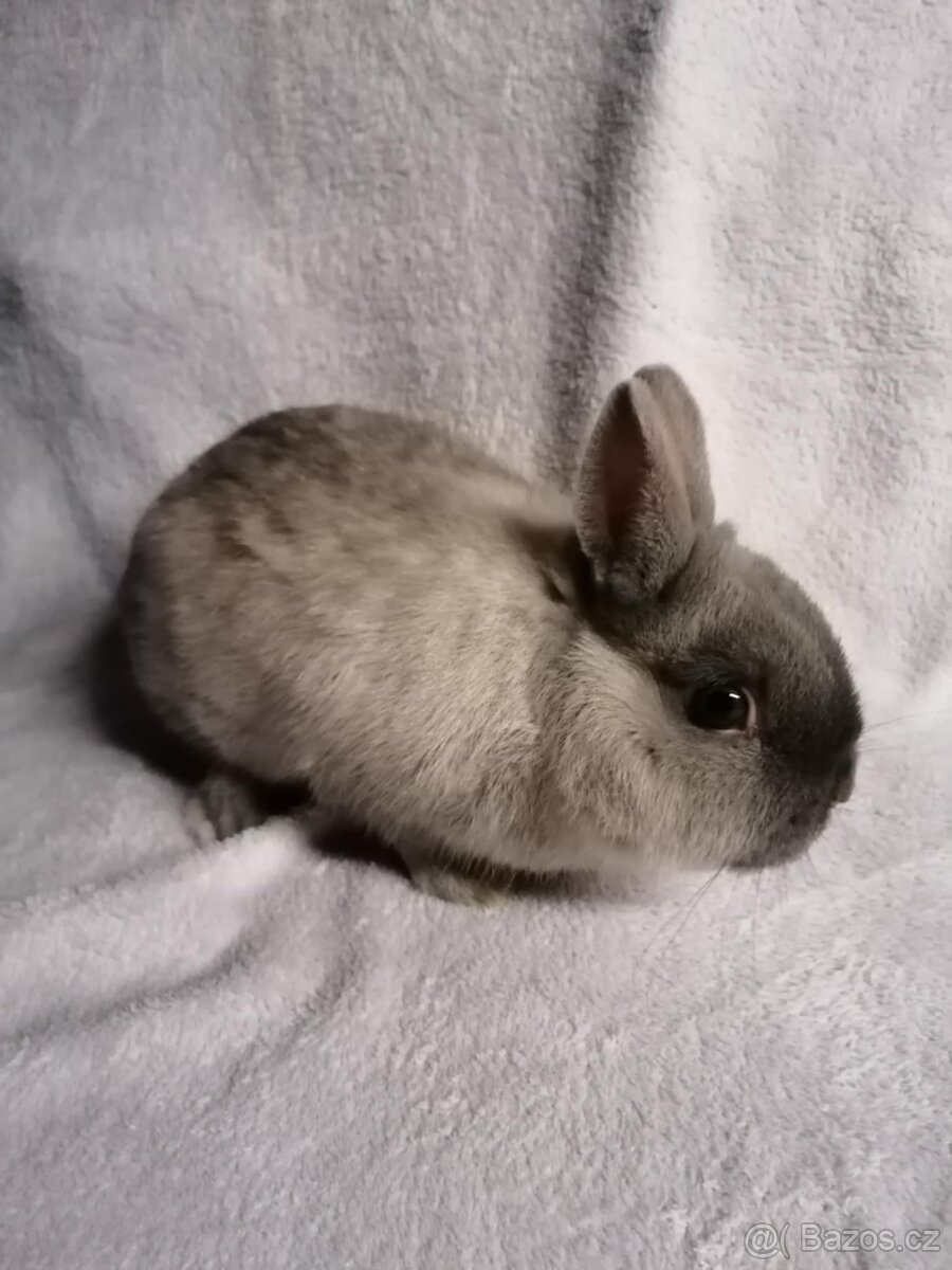 Zakrslý Siamský modrý - 3