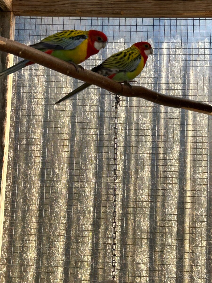 Rosela gold mantel - 3