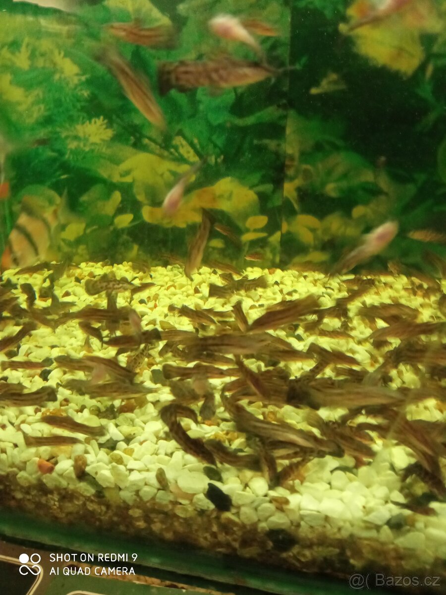 Rcetice 53 okr. CHOMUTOV - 3