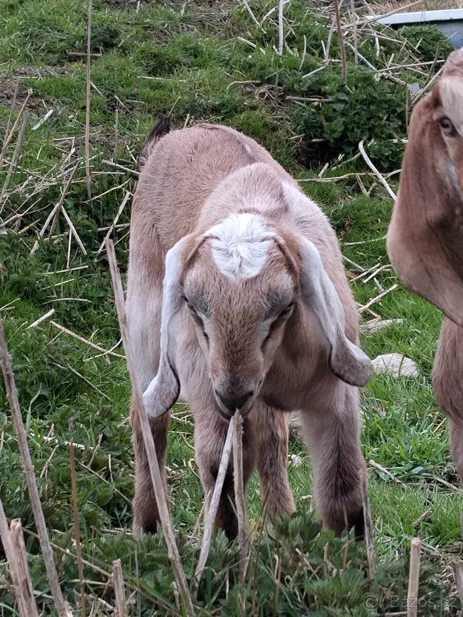 Anglonubijský kozlíci - 3