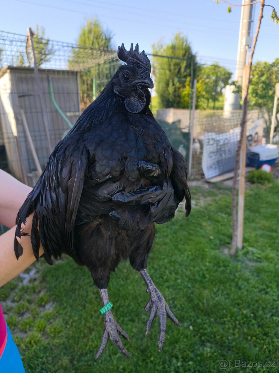 Ayam Cemani kohout a 2 slepice - 3