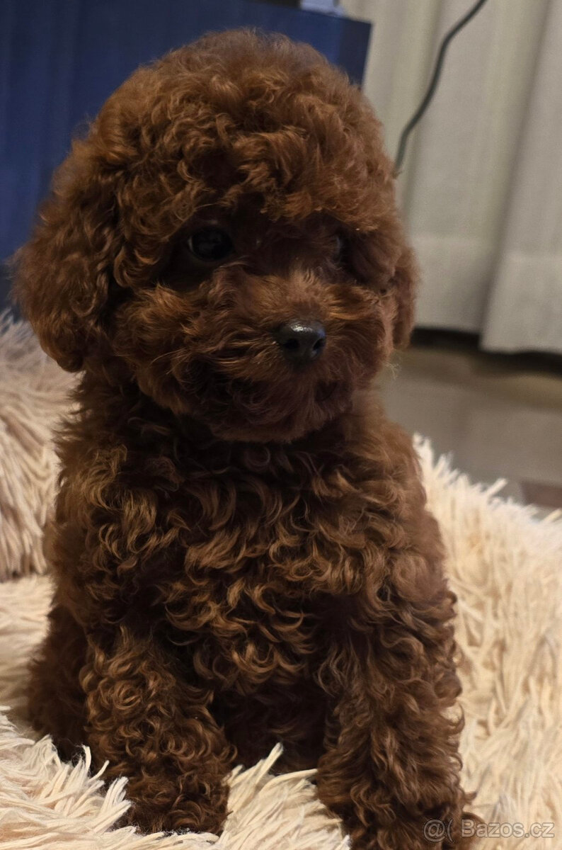 pudel 100% toy Red Braun - 3